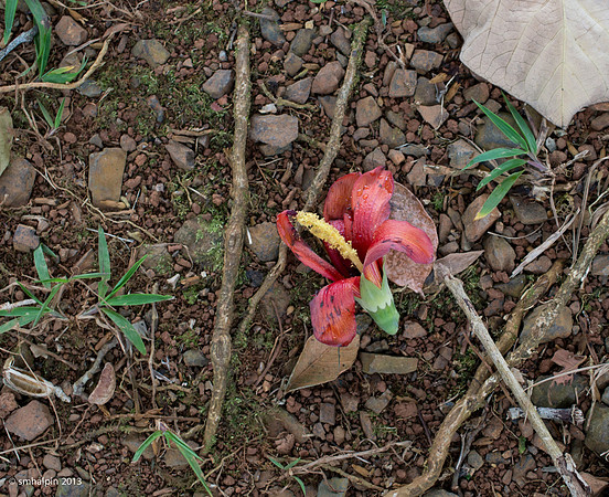 Rainforest Floor