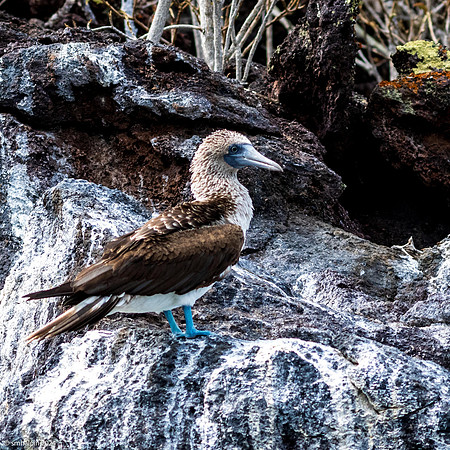 Day 3. Rabida Island - Booby