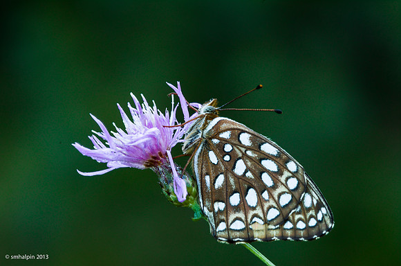 20130810-B7226-30-butterfly
