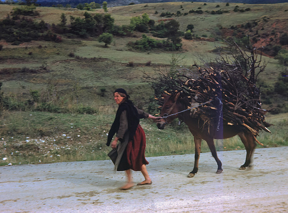 Firewood
