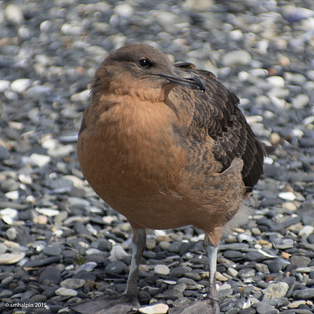 Skua