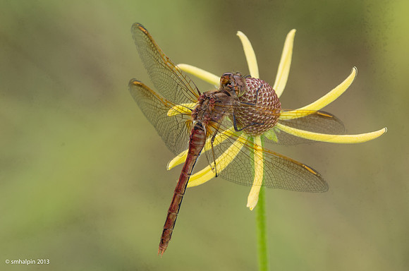 20130805-B5901-03-dragonfly