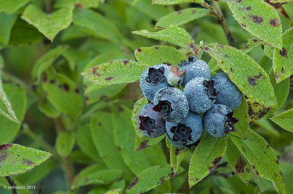 0810-B7098-7101-blueberries