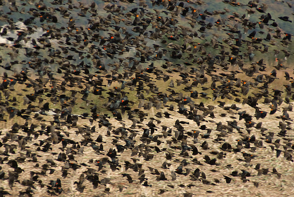 Eagle Bluffs Wildlife Refuge