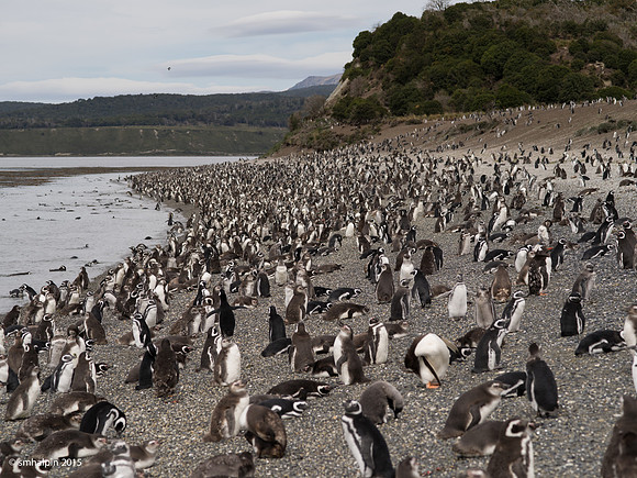 Magellenic Penguins (mostly)