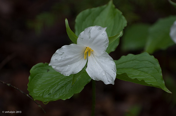 Trillium