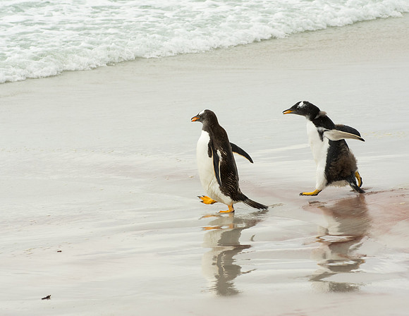 Falkland Islands, W. K-3