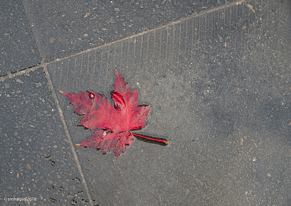 20181107-K1A_1330