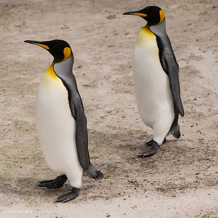 King Penguins