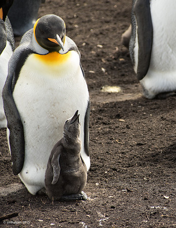 King Penguins