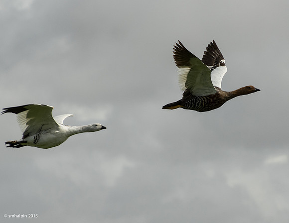 Upland Geese