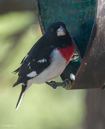 GrosBeak-0207