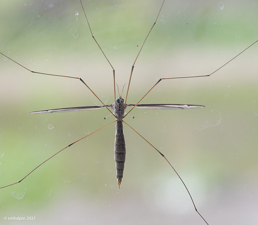 MayFly-9360