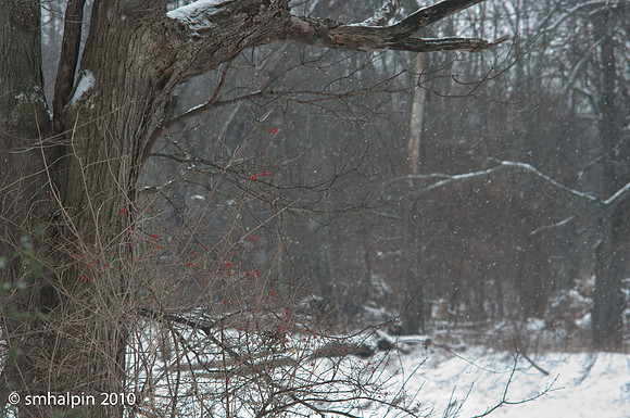PK 135/2.5 @ f/8.0