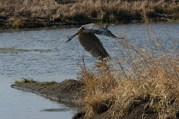 20081127-K20D5839