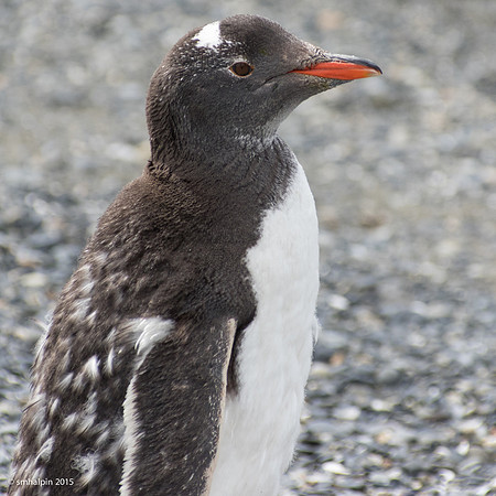 Gentoo