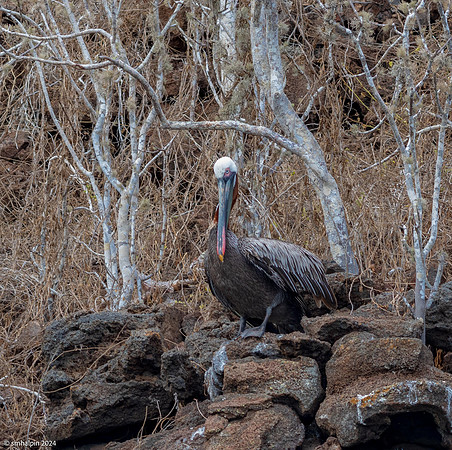 Day 3. Rabida Island - Pelican