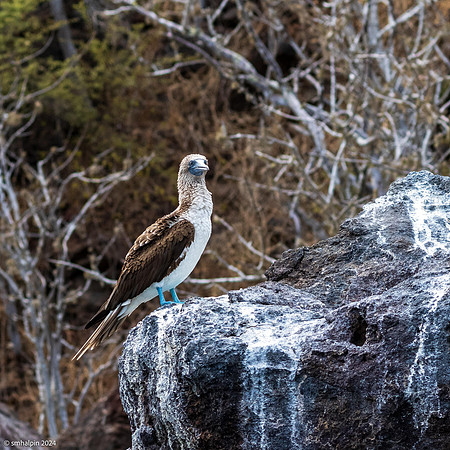 Day 3. Rabida Island - Booby