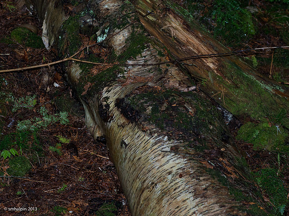 Birch Tree