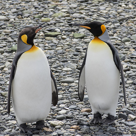 King Penguins