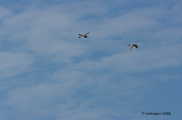 20081127-K20D5827