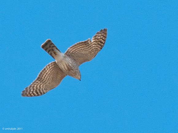 20110504-K20D5095