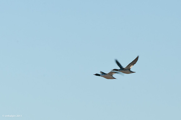 Common Loon