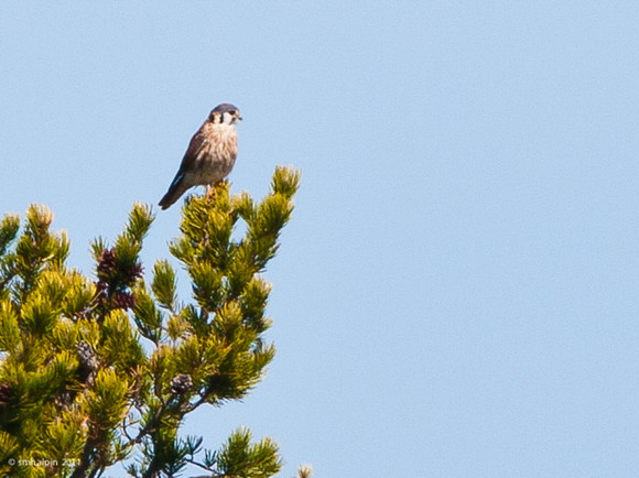 Kestral