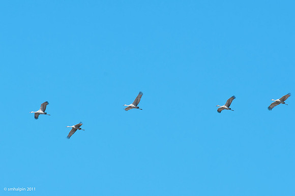 Sandhill Crane