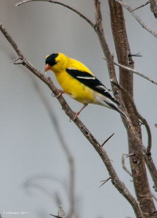 American Goldfinch