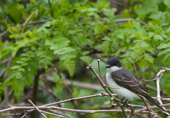 Eastern Kingbird
