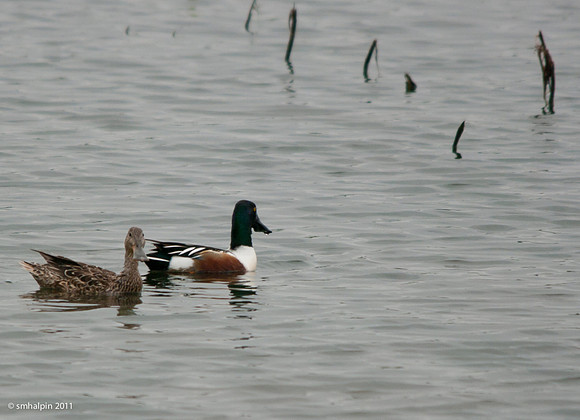Northern Shoveler