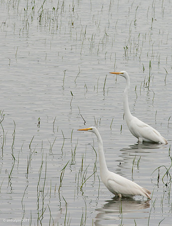 Great Egret