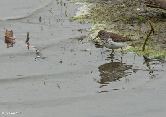 Dunlin? Spotted Sandpiper?
