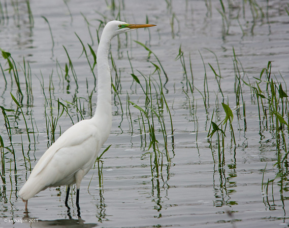 Great Egret