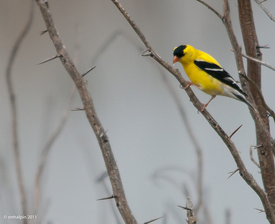 American Goldfinch