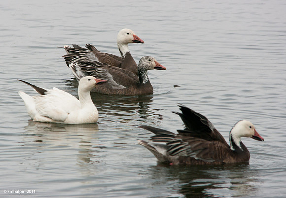 Snow Goose - Dark Morph (aka Blue Goose)