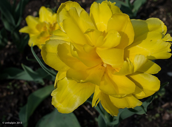 Yellow Flower