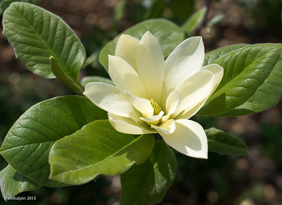 White Flower