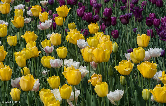 Tulips