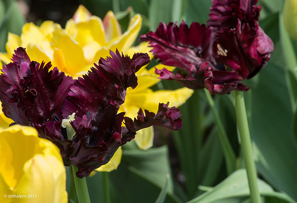 Tulips