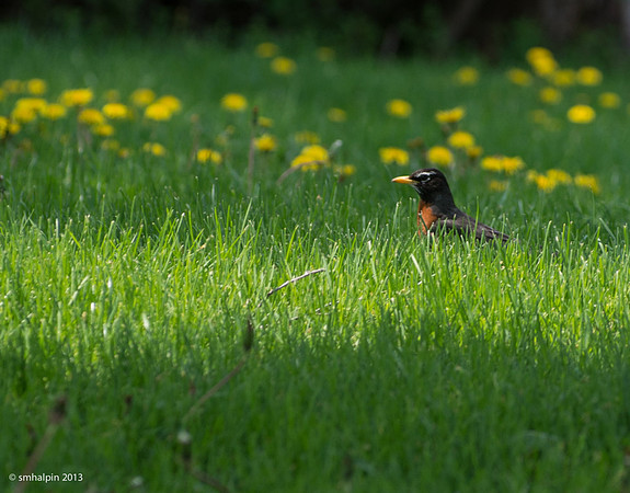 American Robin