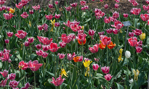 Tulips