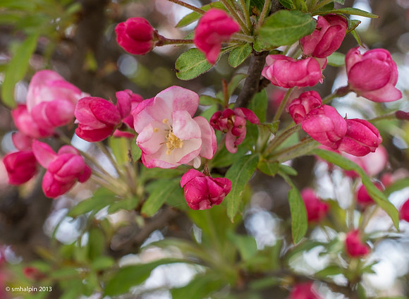 Blossoms