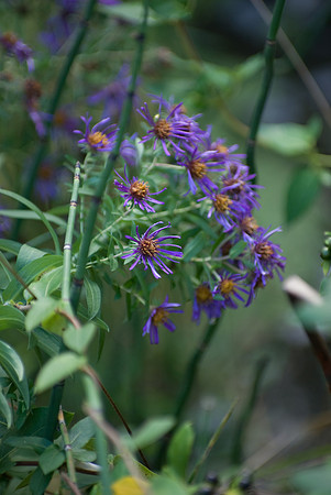 Parkville Nature Sanctuary