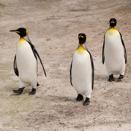 King Penguins