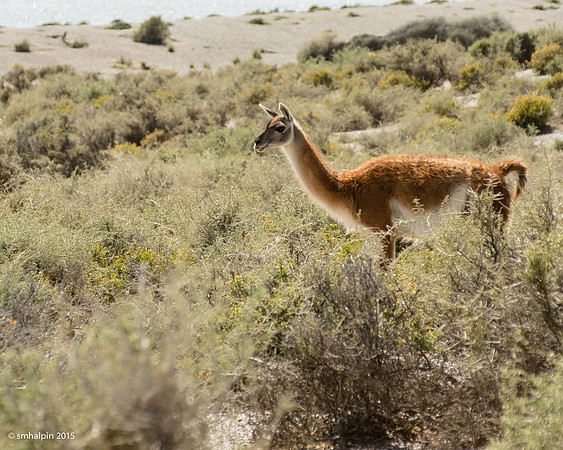 Guanaco - Punta Tombo