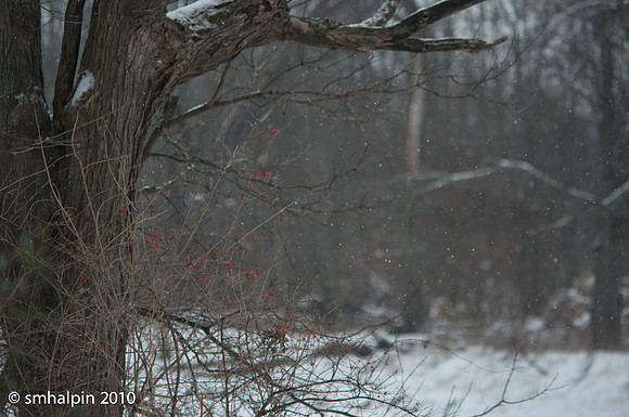 PK 135/2.5 @ f/2.5
