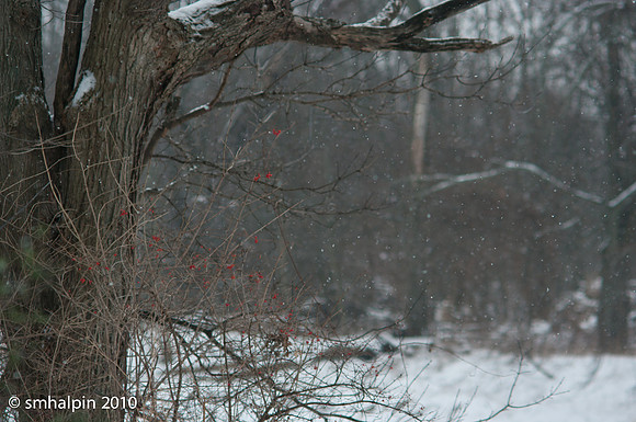 PK 135/2.5 @ f/4.0