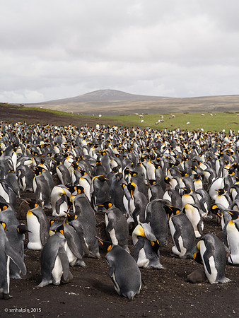 King Penguins